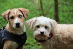 Tierschutz Versicherung